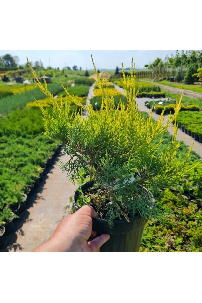 Ялівець китайський Курівао Голд